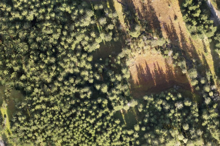 Orthophoto of forest in Salzburg