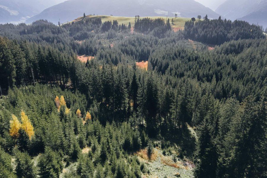 Drone photo of forest with Hohe Tauern in background